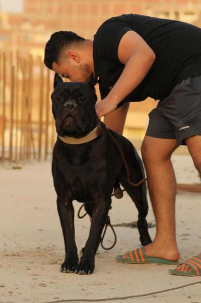 SHAVVI OF SILK IZ DINASTI CHEMPINOV | Cane Corso 