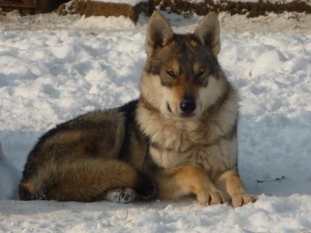 Crying Wolf Dalibor | Czechoslovakian Wolfdog 