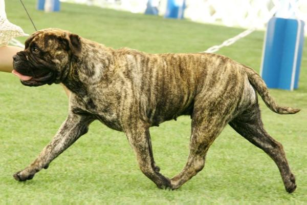 Bullstock's Sweet Chilean Heat | Bullmastiff 