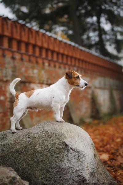 MARSI MAY ULAN 2 | Jack Russell Terrier 