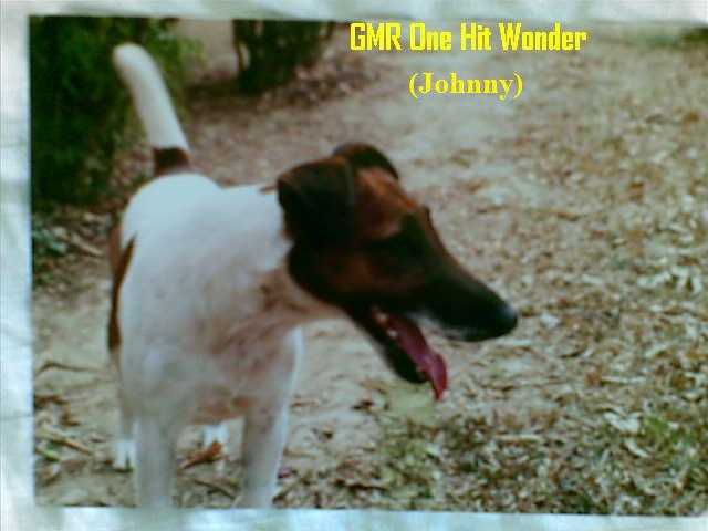 GMR One Hit Wonder | Smooth Fox Terrier 