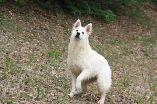 She´s my girl Sidney von der Nordhelle | White Swiss Shepherd Dog 