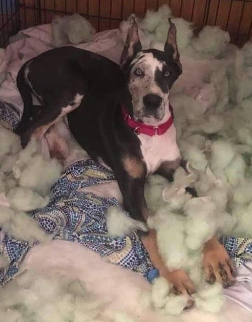 Auer Country's We Call You Stella Bella | Great Dane 