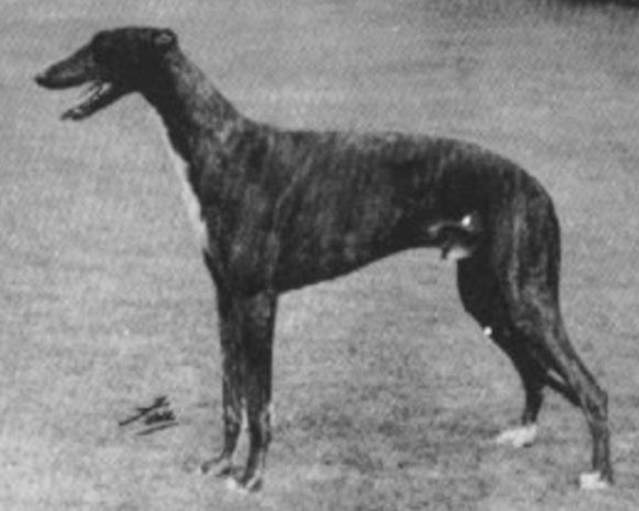 Shalfleet Stop That Tiger | Greyhound  Shalfleet Stop That Tiger | Greyhound