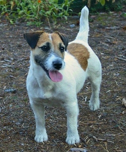 SARAH JESIKA | Jack Russell Terrier 