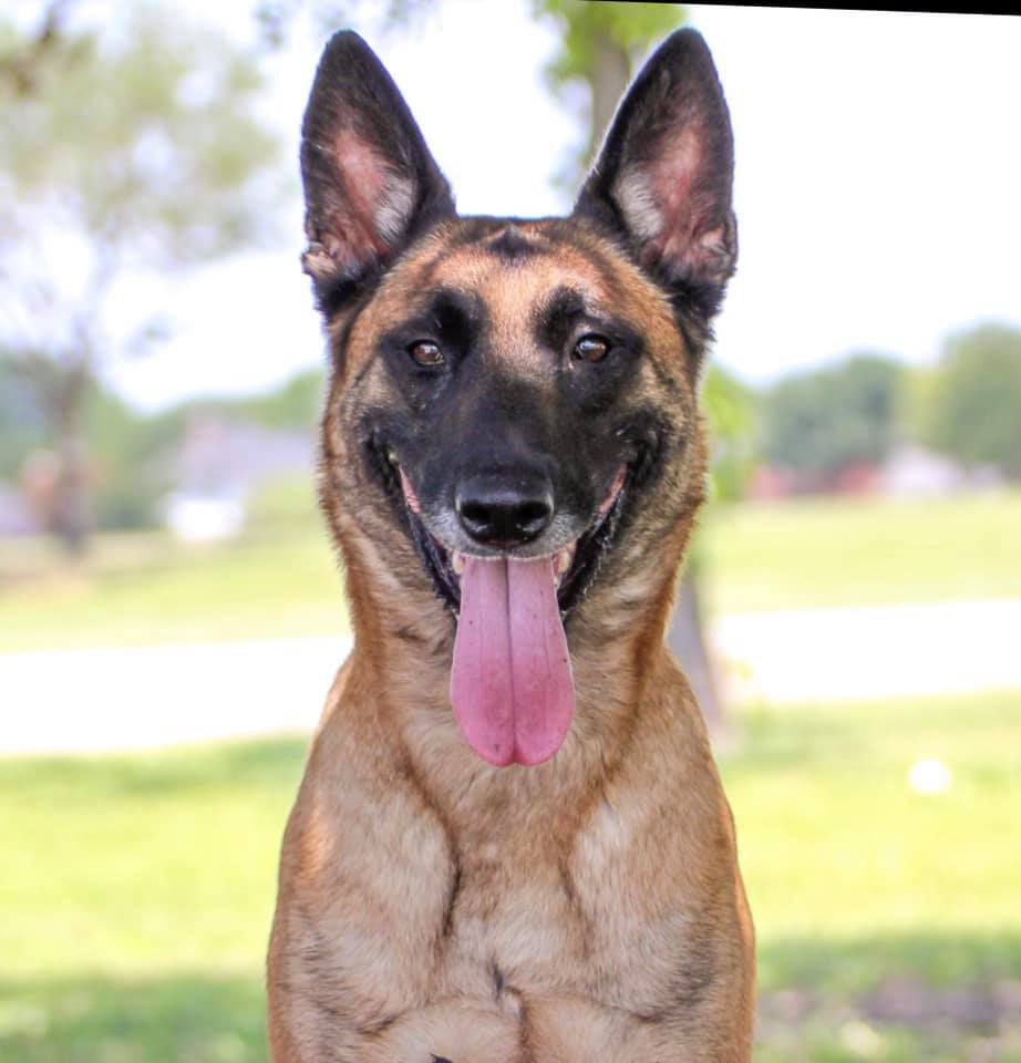 Madhouse's New Beginnings | Belgian Malinois 