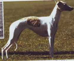 Oakbark Snow Queen | Whippet 