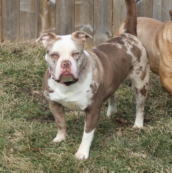 Royal Bulldog's Mystique | Olde English Bulldogge 