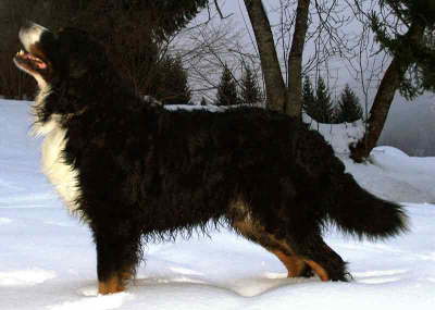 Hamilton Degli Antichi Mulini | Bernese Mountain Dog 
