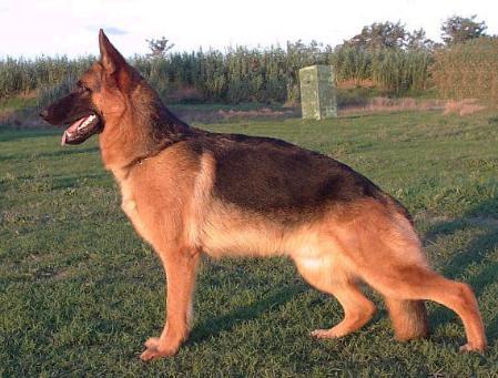 Gangster vom Wildsteiger Land | German Shepherd Dog 