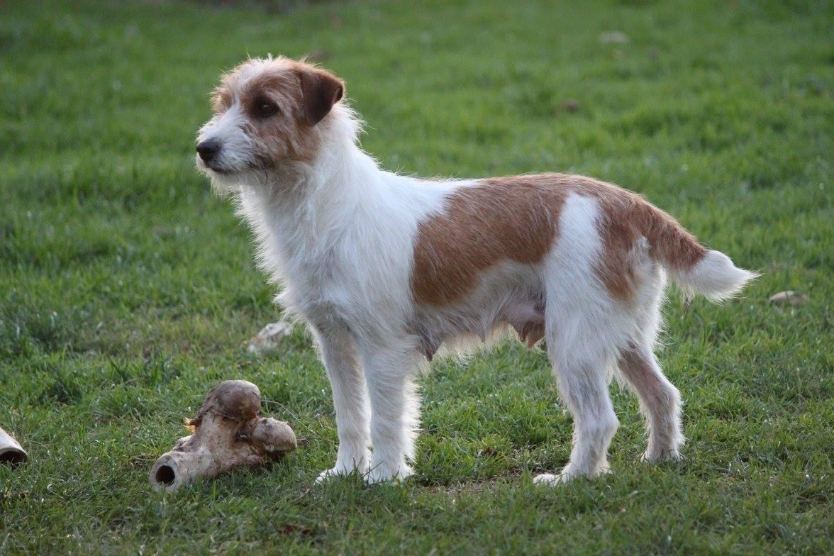 Zoendy Blue Ballerina | Jack Russell Terrier 