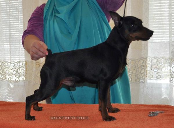 Magnifisent Fedor | Miniature Pinscher 