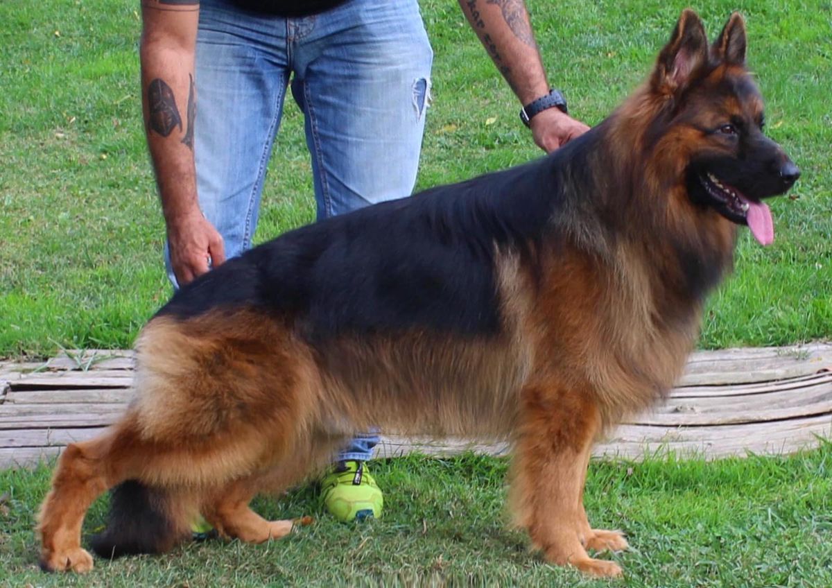 Optimus Prime vom Fürstenbrunn | German Shepherd Dog 