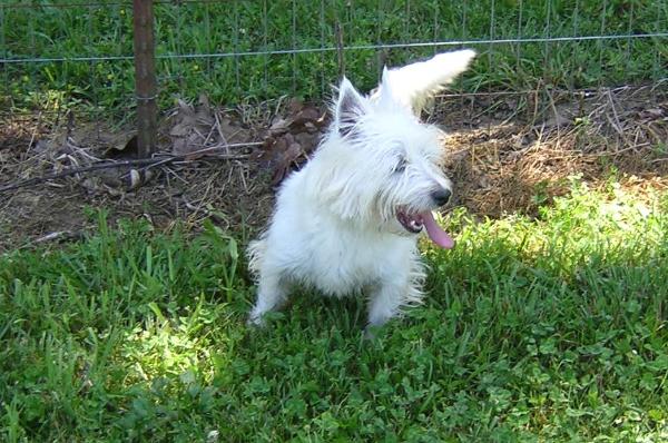 Glass's Sasha | West Highland White Terrier 