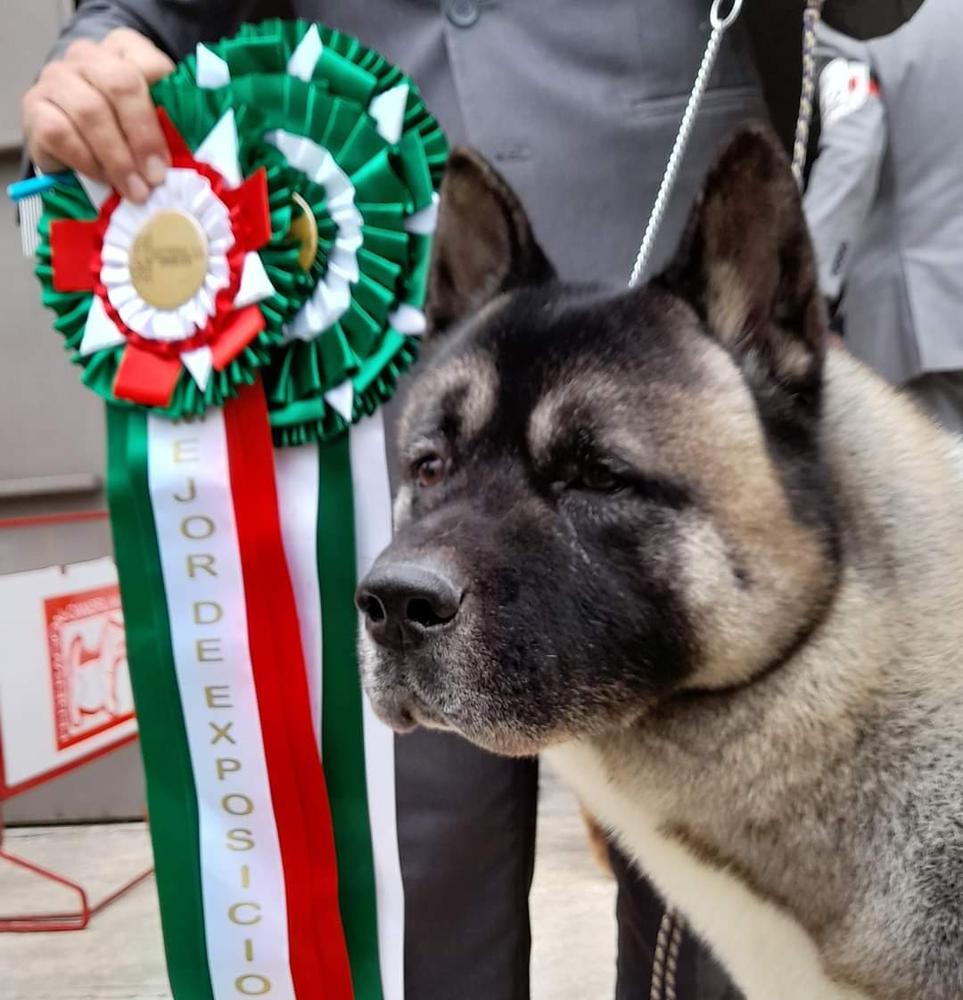 Majestic D' Elite American Legend Gordon AKA Connor | Akita 