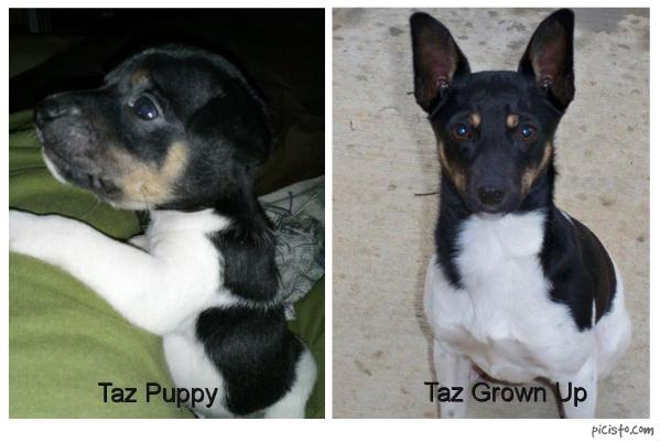 Taz | Rat Terrier 