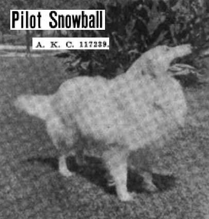 Pilot Snow Ball 117239 | Rough Collie 