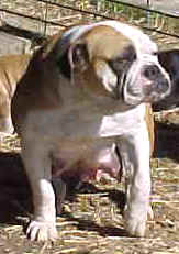 NUNLEY'S SOUTHERN MAGNOLIA | Olde English Bulldogge 