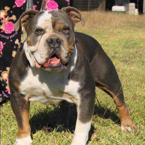 Carrera's Demon Tank | Olde English Bulldogge 