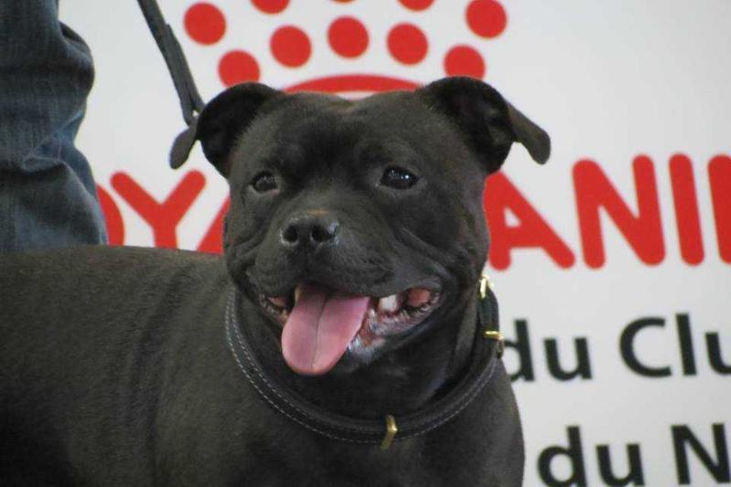 Lilou | Staffordshire Bull Terrier 