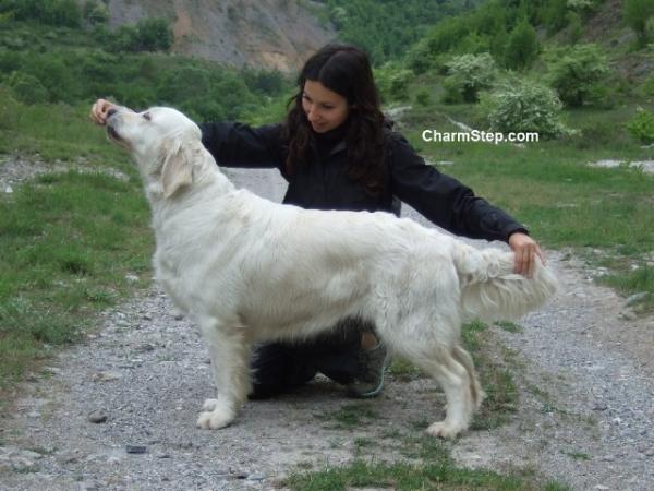 Charm Step Silver Flame | Golden Retriever 