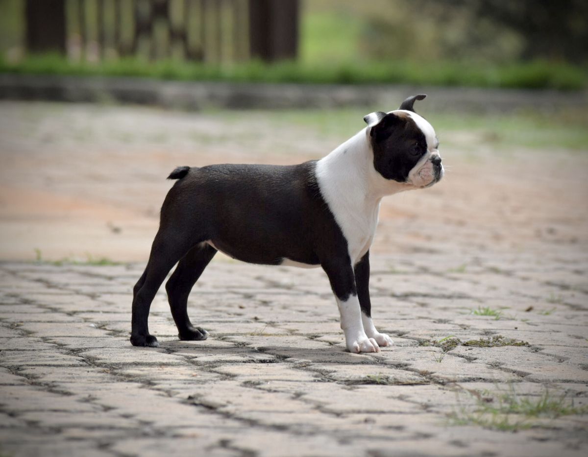 AMORA FREEDOM FARM | Boston Terrier 