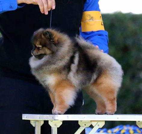 Mythical One To Be | Pomeranian 