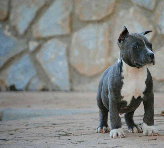 Héroes de Carthago X Pert | American Staffordshire Terrier 