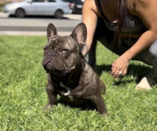 JC Empire Bruno | French Bulldog 