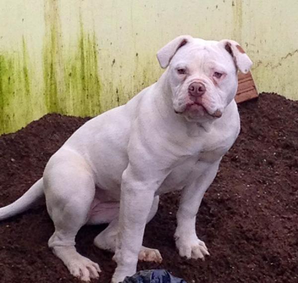 Crystal de keltaraura | American Bulldog 