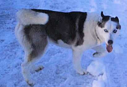 Chercon's Spirit Of Nanoo | Siberian Husky 