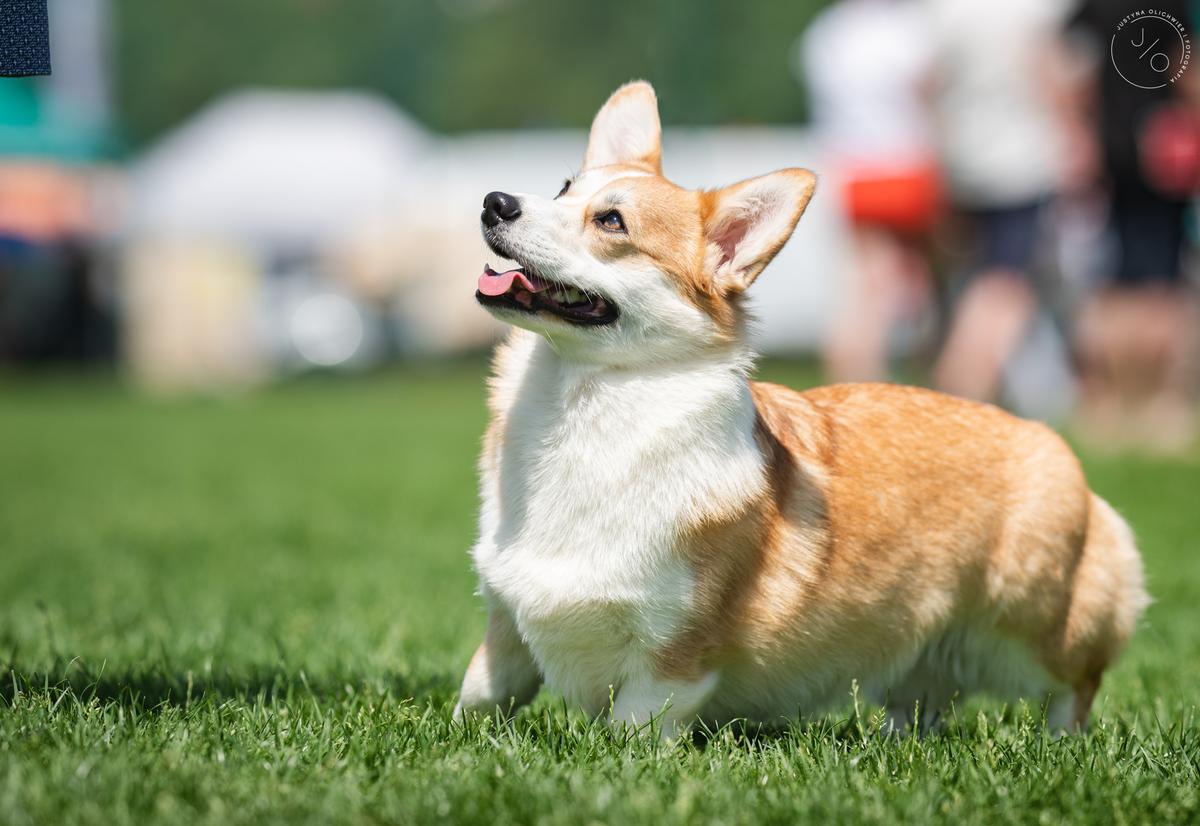 Luxberry Dey Star | Pembroke Welsh Corgi 