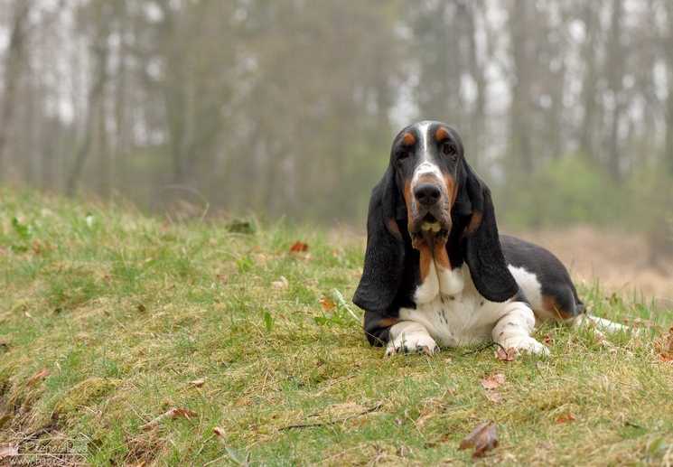 Beauty Citadela Bohemia | Basset Hound 