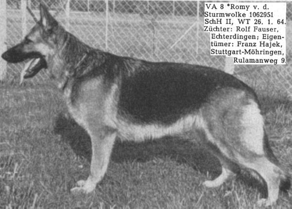 Romy von der Sturmwolke | German Shepherd Dog 