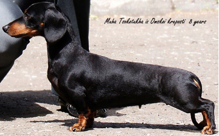 Muha Tsokotukha Iz Omskoi Kreposti | Dachshund 