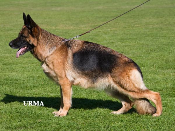 Eska von der Forstkammer | German Shepherd Dog 
