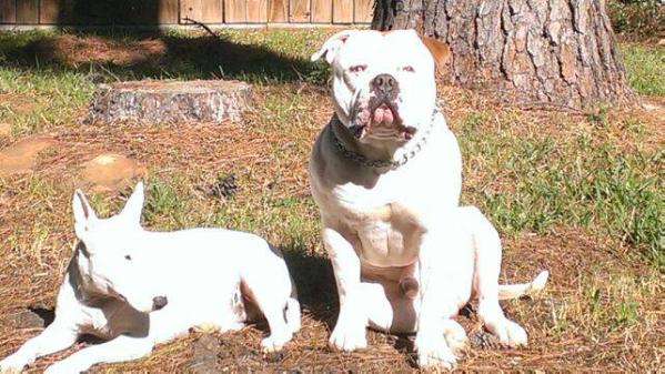 Magnificent's BO | American Bulldog 