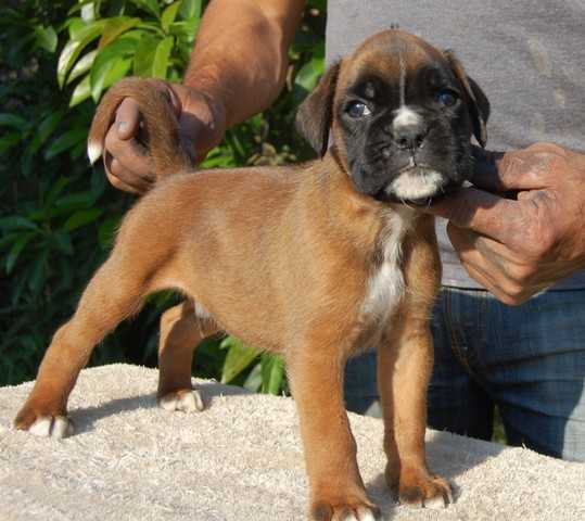 Batista (Preciado) | Boxer 
