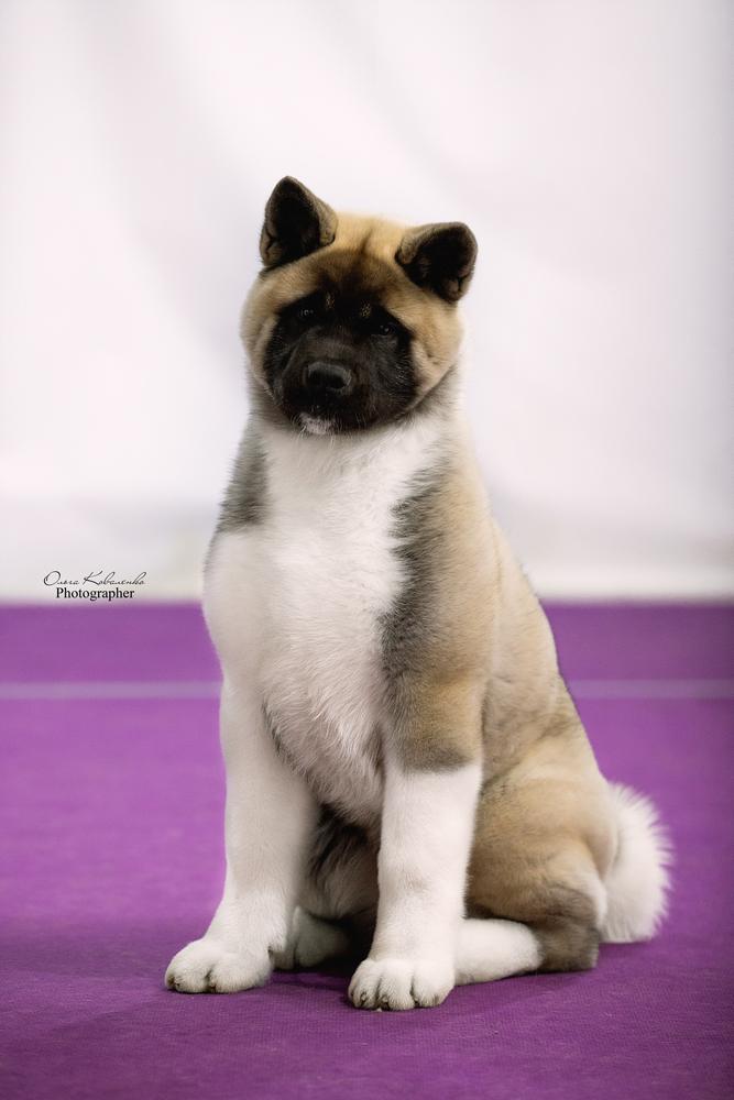 Miyandasht Eros | Akita 