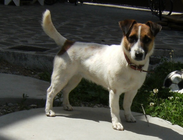 Sarostokerti Surgony Sony | Jack Russell Terrier 