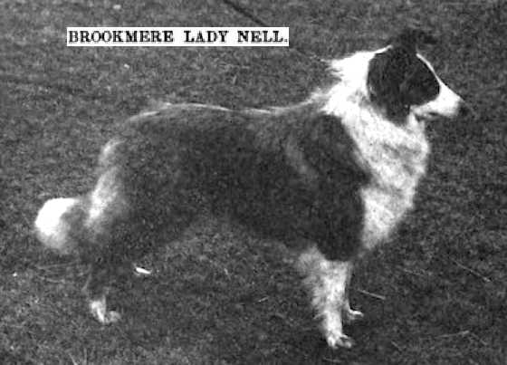 Brookmere Lady Nell | Rough Collie 