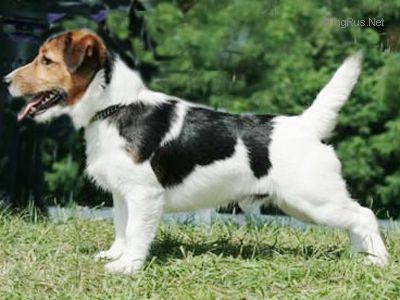 Grizzly Jack di Quario Rondo | Jack Russell Terrier 