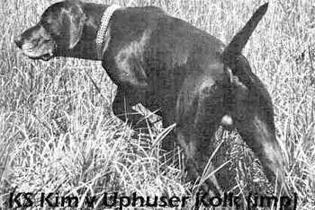 Kim vom Uphuser Kolk | German Shorthaired Pointer 