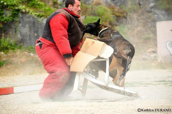 Dark Side des Fonds de Gueule | Dutch Shepherd 