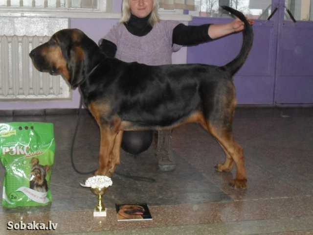 Junna-Diana La Perla Brillante | Bloodhound 