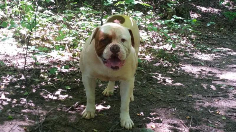 KING BUKER DL'S BERBER | American Bulldog 