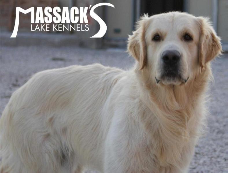 Noray de la Dama de Elche | Golden Retriever 