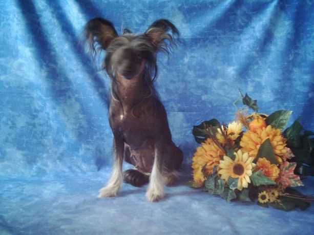 My Exotic World Abra Cadabra | Chinese Crested 