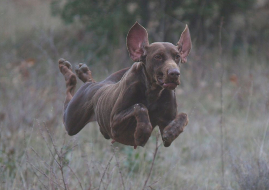 Diva du Val de Ceze | German Shorthaired Pointer 