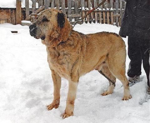 Gich Uimok | Central Asian Shepherd Dog 